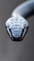 A striking black mamba snake displays its glossy scales and intense gaze while coiling in its natural environment during the early evening light photo