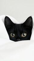 A playful black cat with bright eyes peeks out from beneath a soft white blanket, curious about its surroundings in a cozy indoor space photo