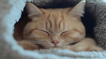 A relaxed English shorthair cat with a golden coat is peacefully napping inside a warm and plush nest, enjoying a sunny afternoon at home photo