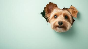 A small dog with fluffy ears is peeking through a hole in a light green wall, displaying a curious expression that highlights its playful nature photo