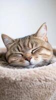 A content English shorthair cat lies peacefully in a soft, plush nest, enjoying a tranquil moment of rest during a cozy afternoon indoors photo
