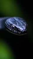 A close view of a black mamba snake highlighting its glossy scales and piercing eyes, set against a blurred green backdrop during daylight photo