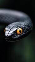 A black mamba snake is coiled, displaying its glossy black scales and bright yellow eyes photo