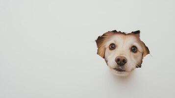 Curious dog with bright eyes peeks through a hole in a wall, displaying a playful attitude and friendly expression in an indoor setting photo