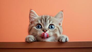 This adorable British Shorthair cat with striking blue eyes playfully sticks out its tongue while peeking over a wooden surface, creating a delightful moment photo