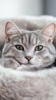 This English shorthair cat lounges comfortably in a soft, plush nest, displaying its striking green eyes and calm demeanor on a serene day photo