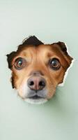 A dog with bright eyes is peeking through a jagged hole in the wall, showcasing its playful curiosity in a cozy indoor setting photo