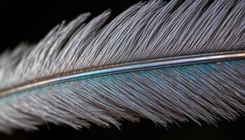A close up of a bird's feather, showcasing its delicate structure and iridescent sheen. photo