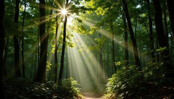 Sunlight filtering through a dense canopy of leaves, creating dappled shadows on the ground. photo
