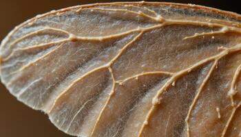 A close up of an insect's wing, revealing its delicate veins and transparent membrane. photo