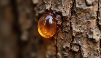 A close up of a drop of sap on a tree trunk, capturing its sticky texture and amber color. photo