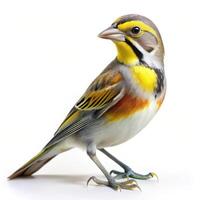 A closeup shot of a Dickcissel bird isolated on a white background, showcasing its vibrant feathers photo