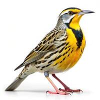 An Eastern Meadowlark bird isolated on a white background, showing off its striking yellow plumage photo