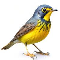 A closeup of a Canada Warbler bird isolated on a white background, emphasizing its details photo