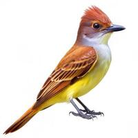 A detailed shot of a Great Crested Flycatcher bird isolated on a white background, showing off its stunning feathers photo