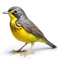 A Canada Warbler bird isolated against a white background, highlighting its elegant features photo