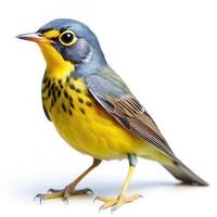 A crisp shot of a Canada Warbler bird isolated on a white background, showcasing its beauty photo