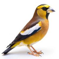An Evening Grosbeak bird isolated on a white background, displaying its colorful feathers photo