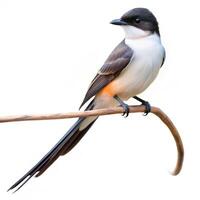 A closeup shot of a Fork tailed Flycatcher bird isolated on a white background, highlighting its elongated tail feathers photo