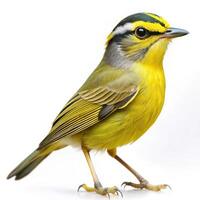 A Golden crowned Warbler bird isolated on a white background, displaying its vibrant colors photo
