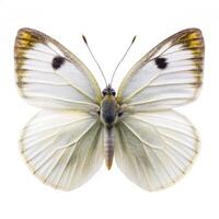 A detailed shot of a Cabbage White butterfly isolated on a white background, capturing its beauty photo