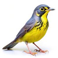 A Canada Warbler bird isolated on a white background, showcasing its vibrant feathers photo