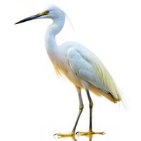 A detailed shot of an Egret bird isolated on a white background, showing off its slender frame photo