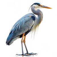 A Great Blue Heron bird isolated on a white background, showing off its majestic form photo