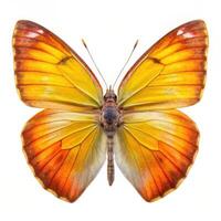 A stunning shot of a Catopsilia Pyranthe butterfly isolated on a white background, showcasing its intricate wings photo