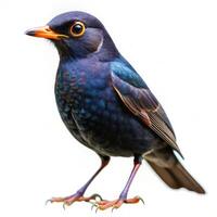 A dark-colored bird isolated on a white background, showcasing its sleek feathers photo