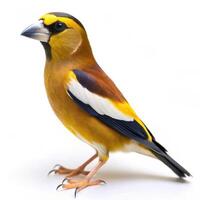 An Evening Grosbeak bird isolated on a white background, showing off its unique colors and features photo