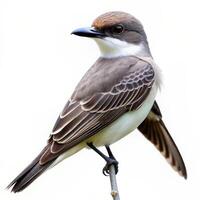 A Gray Kingbird bird isolated on a white background, focusing on its distinctive plumage photo