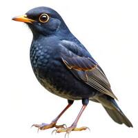 A closeup of a dark-colored bird isolated on a white background, highlighting its features photo