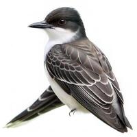 An Eastern Kingbird bird isolated on a white background, showcasing its graceful posture photo