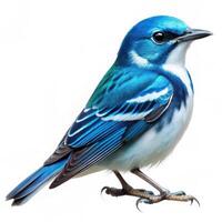 A detailed shot of a Cerulean Warbler bird isolated on a white background, highlighting its features photo