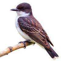 A vibrant shot of an Eastern Kingbird bird isolated on a white background, showcasing its plumage photo