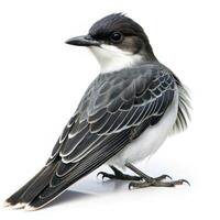 A closeup shot of an Eastern Kingbird bird isolated on a white background, highlighting its distinct feathers photo