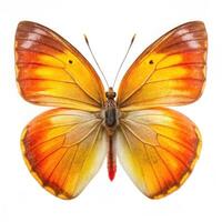 A Catopsilia Pyranthe butterfly isolated on a white background, showing off its vibrant colors photo