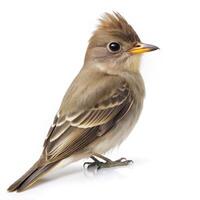 A Greater Pewee bird isolated on a white background, displaying its distinctive features photo