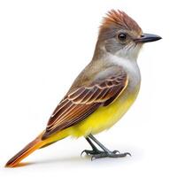 A close-up shot of a Great Crested Flycatcher bird isolated on a white background, highlighting its unique features photo