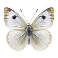 A Cabbage White butterfly isolated on a white background, showcasing its delicate wings photo