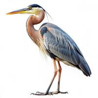 A detailed shot of a Great Blue Heron bird isolated on a white background, highlighting its feathers and features photo