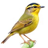 A closeup shot of a Golden crowned Warbler bird isolated on a white background, capturing its stunning feathers photo
