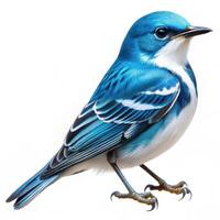 A stunning shot of a Cerulean Warbler bird isolated on a white background, showcasing its colorful feathers photo