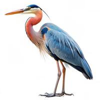 A Great Blue Heron bird isolated on a white background, displaying its tall stature and blue feathers photo