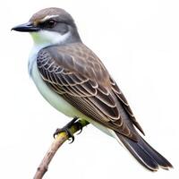 An elegant Gray Kingbird bird isolated on a white background, showcasing its feathers photo