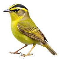 A Golden crowned Warbler bird isolated on a white background, showcasing its colorful features photo