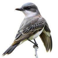 A Gray Kingbird bird isolated on a white background, focusing on its distinct gray feathers photo