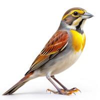 A Dickcissel bird captured in full isolation on a white background, emphasizing its beauty photo