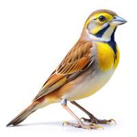 A detailed shot of a Dickcissel bird isolated on a white background, capturing its features photo